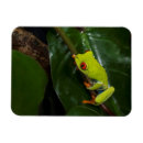 Recherche de grenouille magnets Forêt tropicale