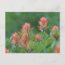 Recherche de castilleja Vert