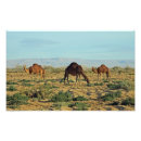 Recherche de camel posters Faune