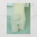 Recherche de de caniche cartes postales Dog