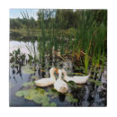 Recherche de canards mignons carreaux Oiseaux