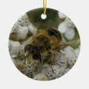 Suche nach honigbienen ornamente Käfer