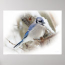 Suche nach songbird poster Wildlife