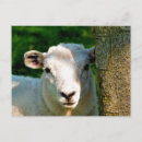 Suche nach niedliche schafe postkarten Lamm