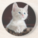 Recherche de cat lover Pour animaux