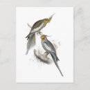 Recherche de lear cartes postales Perroquet