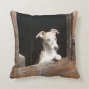 Recherche de whippets coussins Mignon