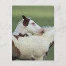 Recherche de peindre cartes postales Cheval