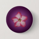 Suche nach violette blumen buttons Rosa