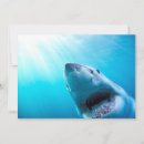 Suche nach weißer hai karten Unterwasser