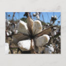 Recherche de cotton cartes postales Plante