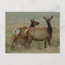 Recherche de élan cartes postales Cervus canadensis