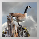 Suche nach kanada gans poster Wasservögel