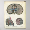 Suche nach lungen poster Anatomie