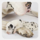 Recherche de harlequin autocollants Chien