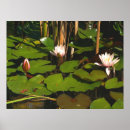 Suche nach wasserlilien poster Nymphe