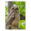 Recherche de owlette Moelleux