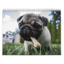 Suche nach gelb kalender Tiere