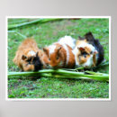 Suche nach meerschweinchen poster Haustier