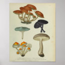 Suche nach lila pilz poster Botanisch
