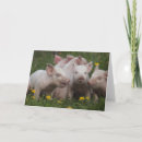 Suche nach drei kleine schweine karten Ferkel