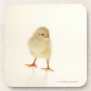 Suche nach flaumig untersetzer Tier