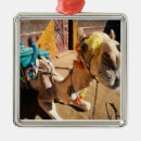 Recherche de chameaux ornements Faune