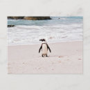Suche nach afrikanischer pinguin postkarten Südafrika