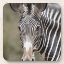 Suche nach kenia untersetzer Zebra