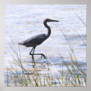 Suche nach florida vogel poster Natur