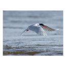 Recherche de hirundo posters Oiseau