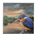 Recherche de pêcheur carreaux Oiseau