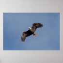 Suche nach adler im flug poster Tiere