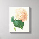 Suche nach hortensia poster Botanisch