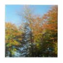 Suche nach bunter baum fliesen Herbst