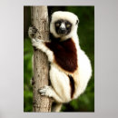 Recherche de madagascar art Forêt