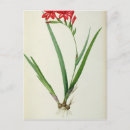 Suche nach pierre joseph redoute postkarten Illustration