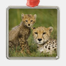 Recherche de guépard ornements Nature