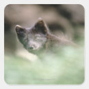 Recherche de loup cadeau emballages Canin