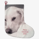 Recherche de labrador de noël chaussette de noël Mignon