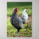 Recherche de rooster painting posters Bird