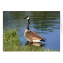 Suche nach kanadische gänse postkarten Wildtiere