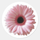 Suche nach rosa gänseblümchen aufkleber Geburtstag