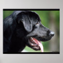 Suche nach labrador hunde poster Schwarzes labor
