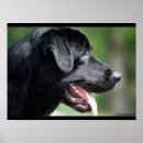 Suche nach schwarzer labrador poster Hund