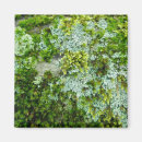 Recherche de guêpe magnets Insecte