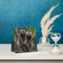 Recherche de singe plaques Faune