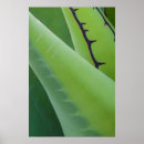 Suche nach agaven poster Detail