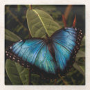 Recherche de papillon bleu morpho dessous de verres Faune