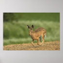 Recherche de champ de courses posters Animal